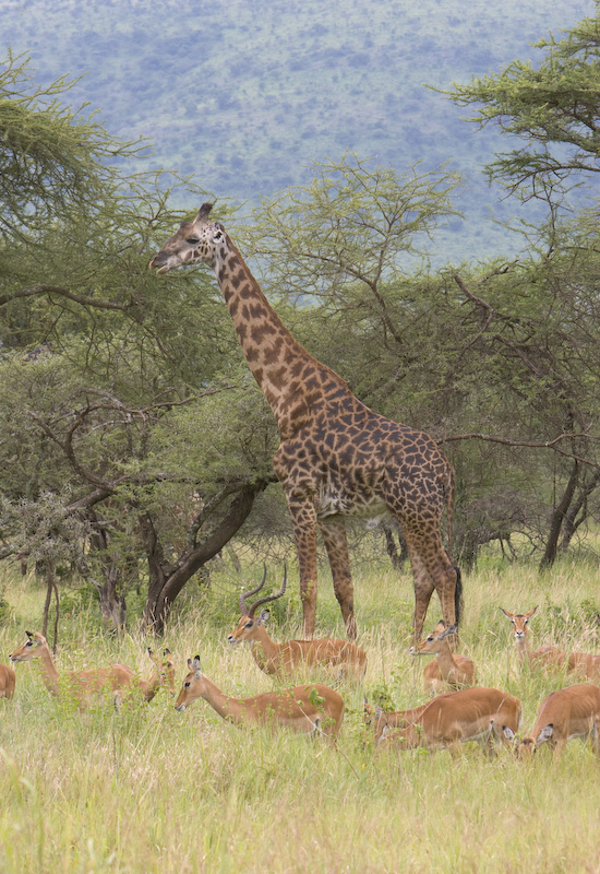 Giraffe And Impala Herd